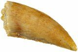 Serrated, Raptor Tooth - Real Dinosaur Tooth #232971-1